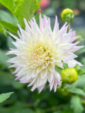 Sandia Stargazer