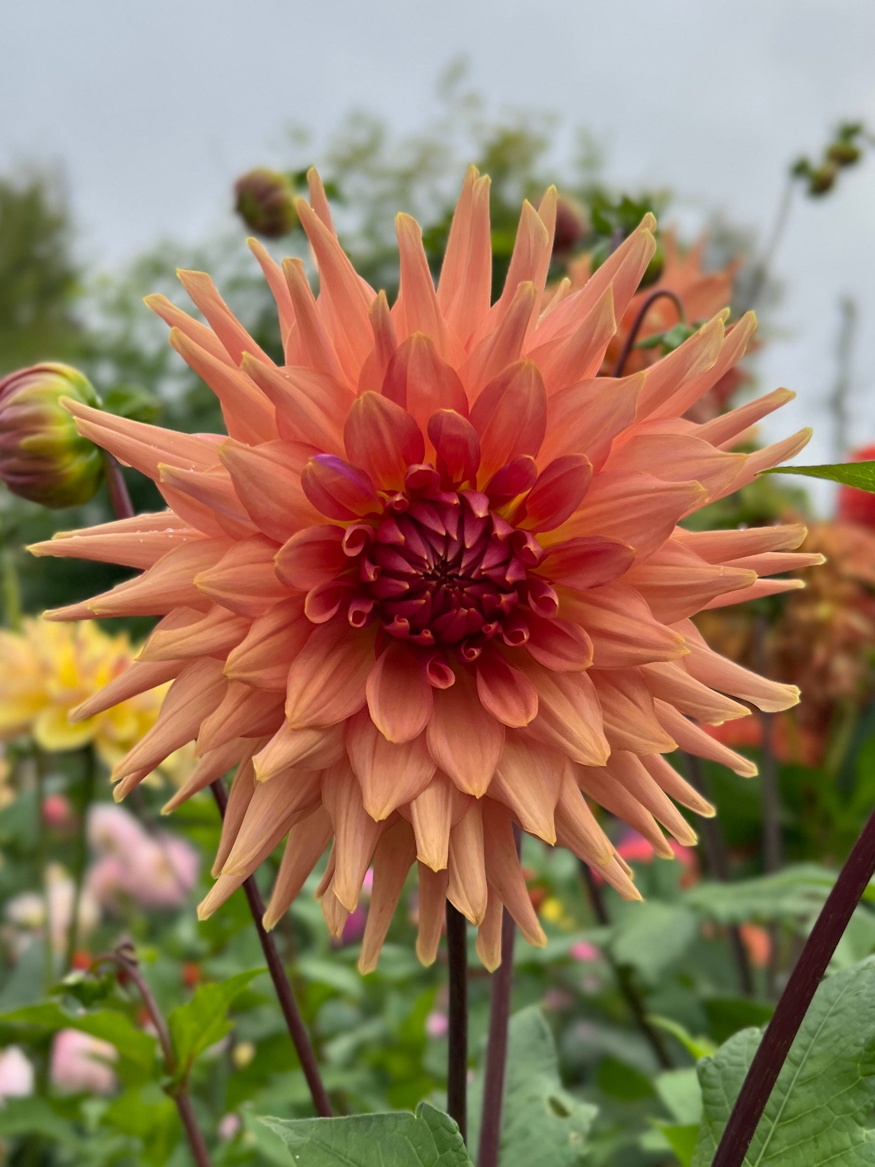 Terracotta