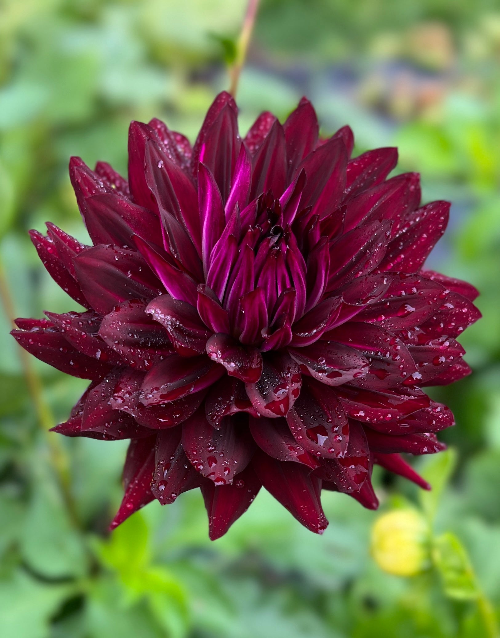 Hollyhill Black Beauty