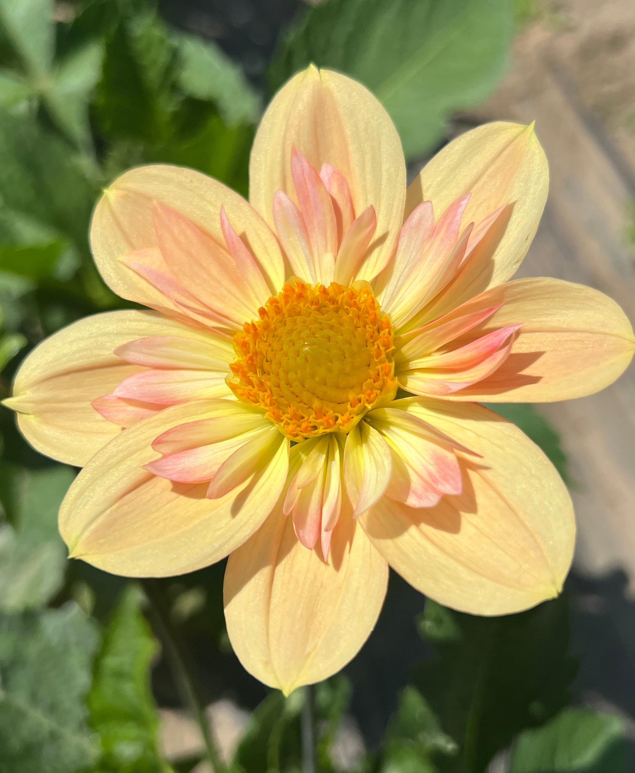 Nana’s Petals