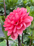 Phyllis Farmer