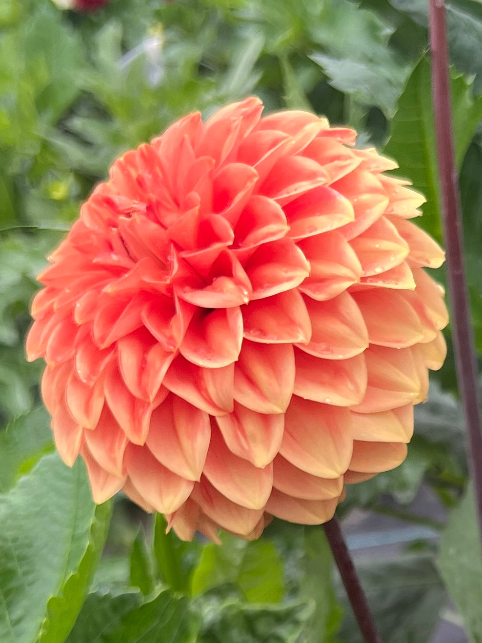 Rossendale Peach
