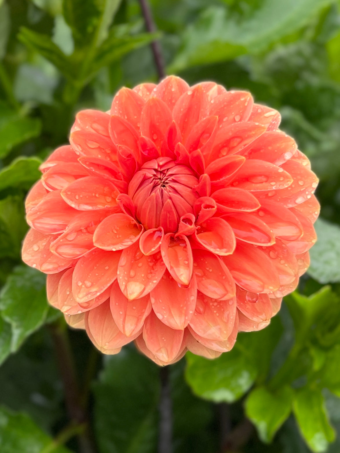 Rossendale Peach