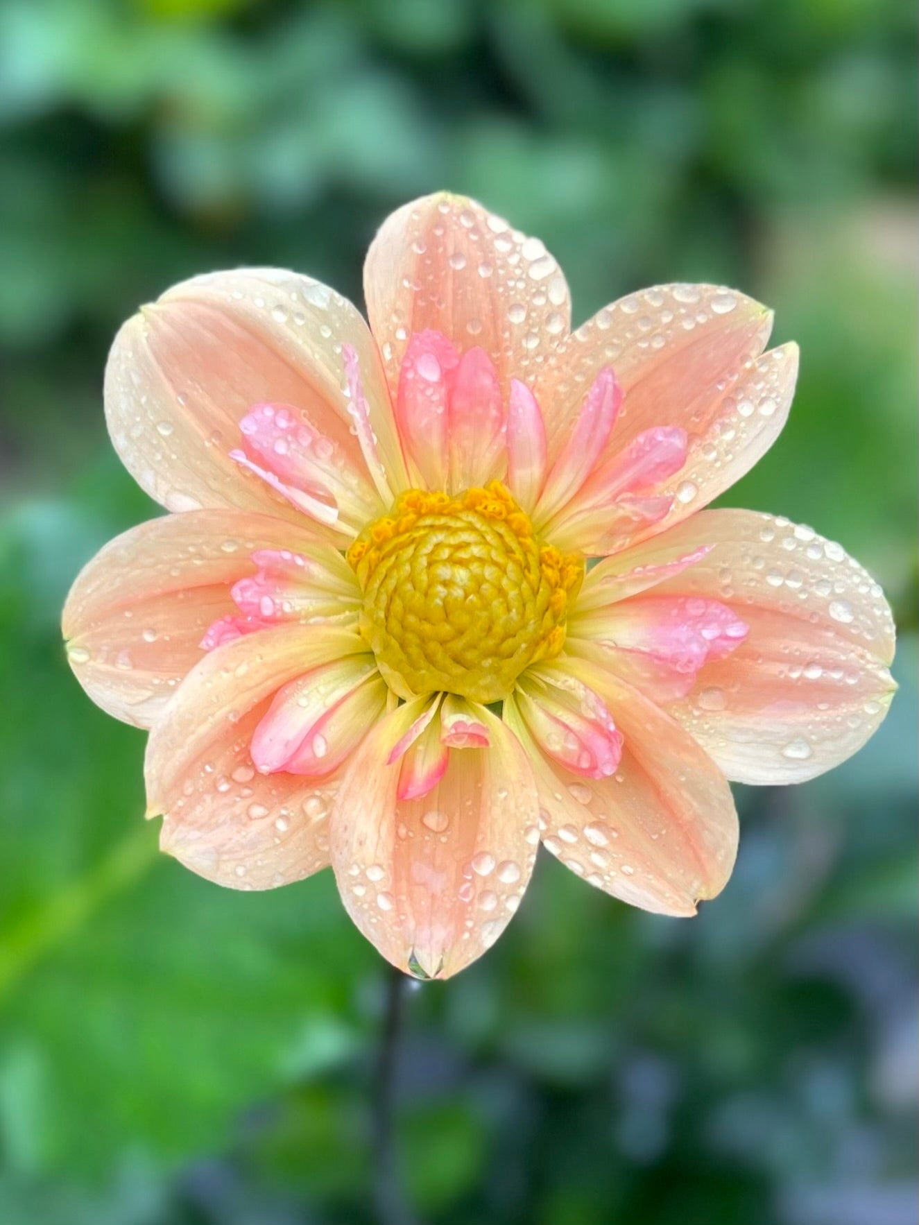 Nana’s Petals