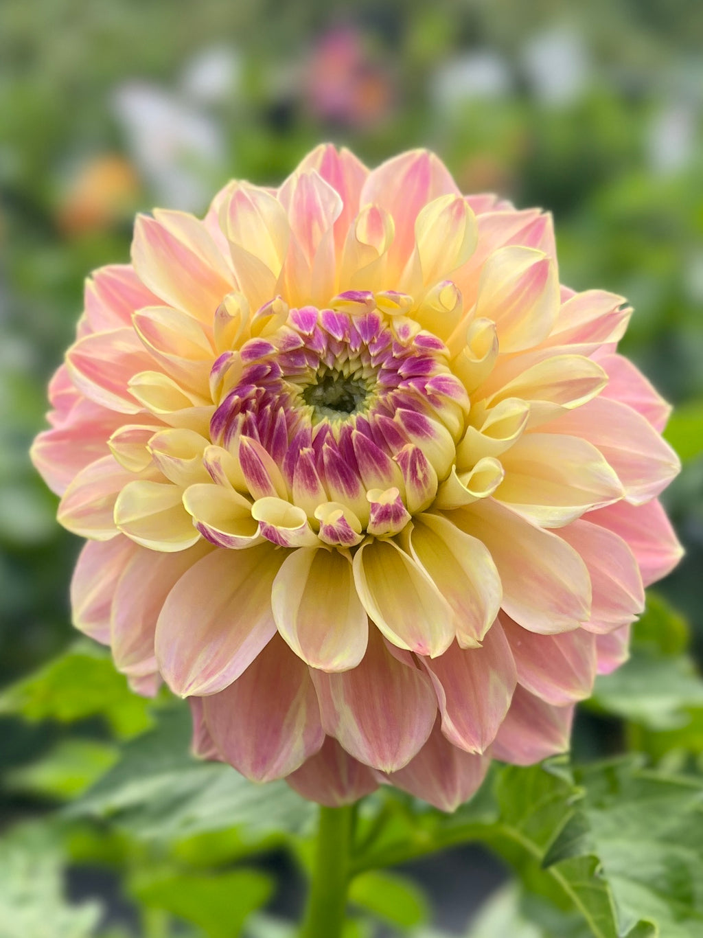 Elk’s Tennley Rose