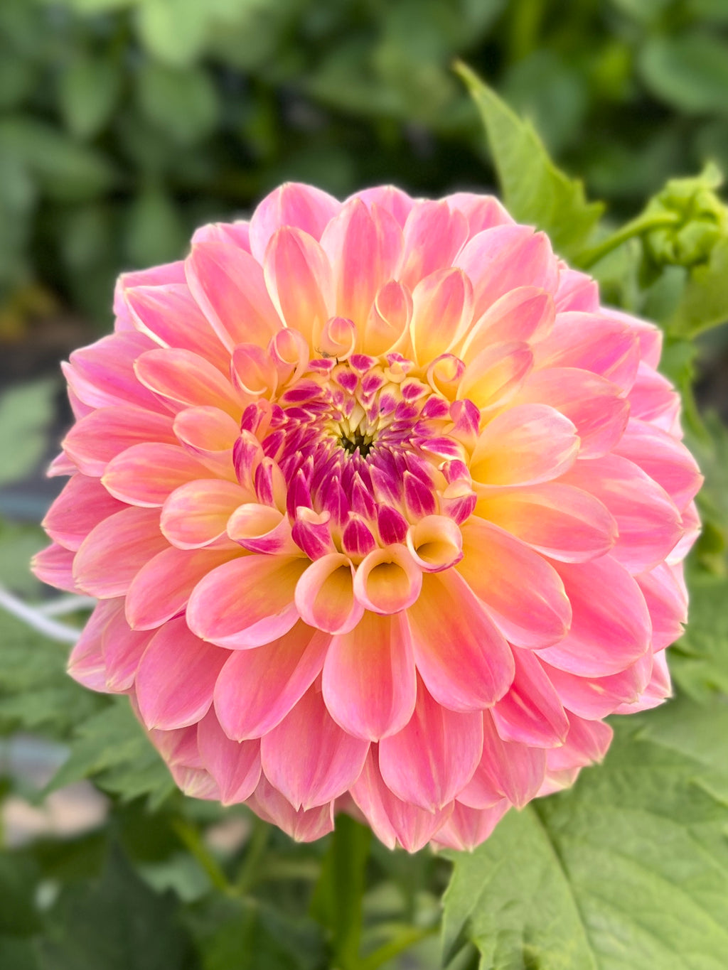 Elk’s Tennley Rose