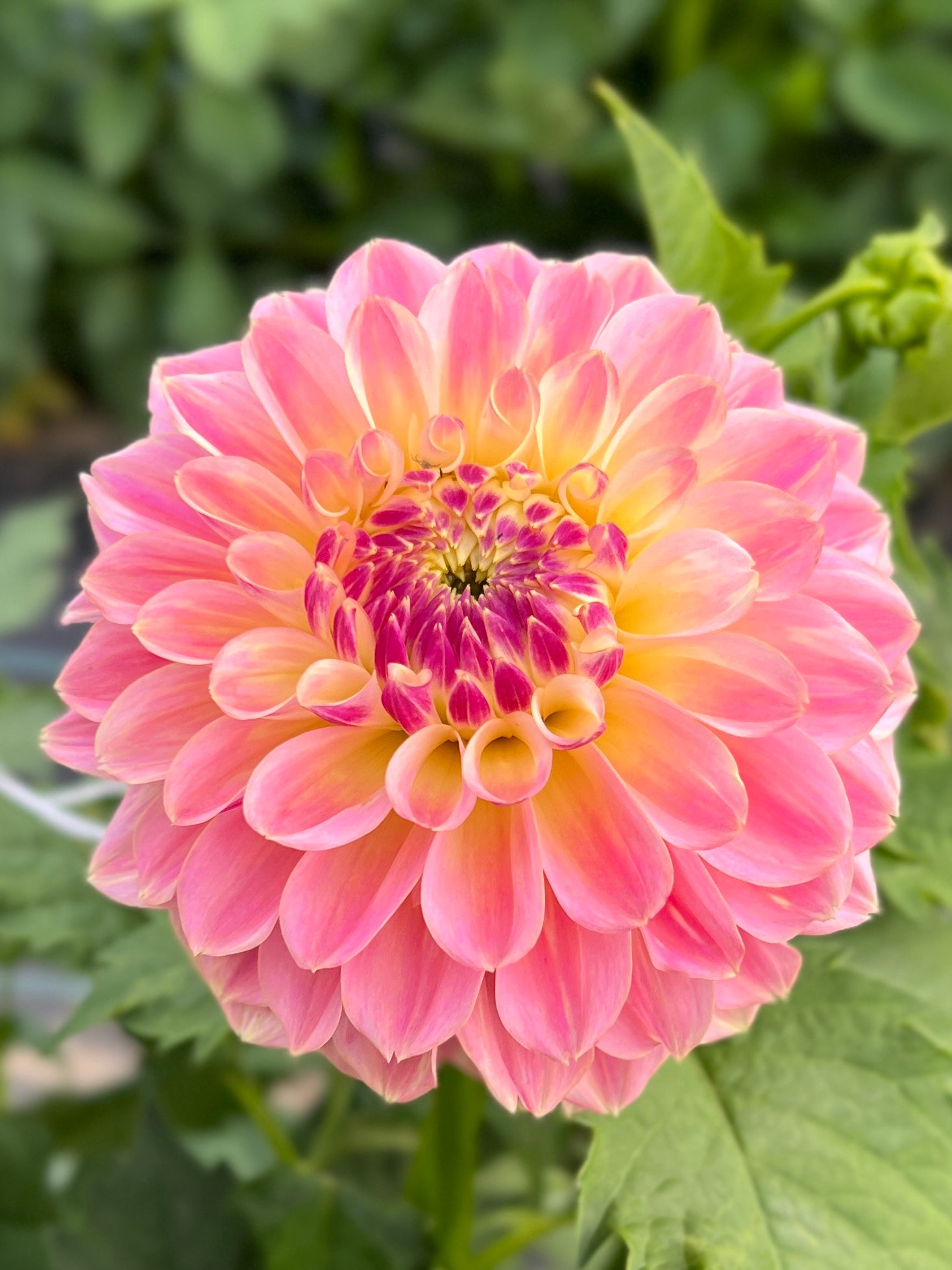 Elk’s Tennley Rose