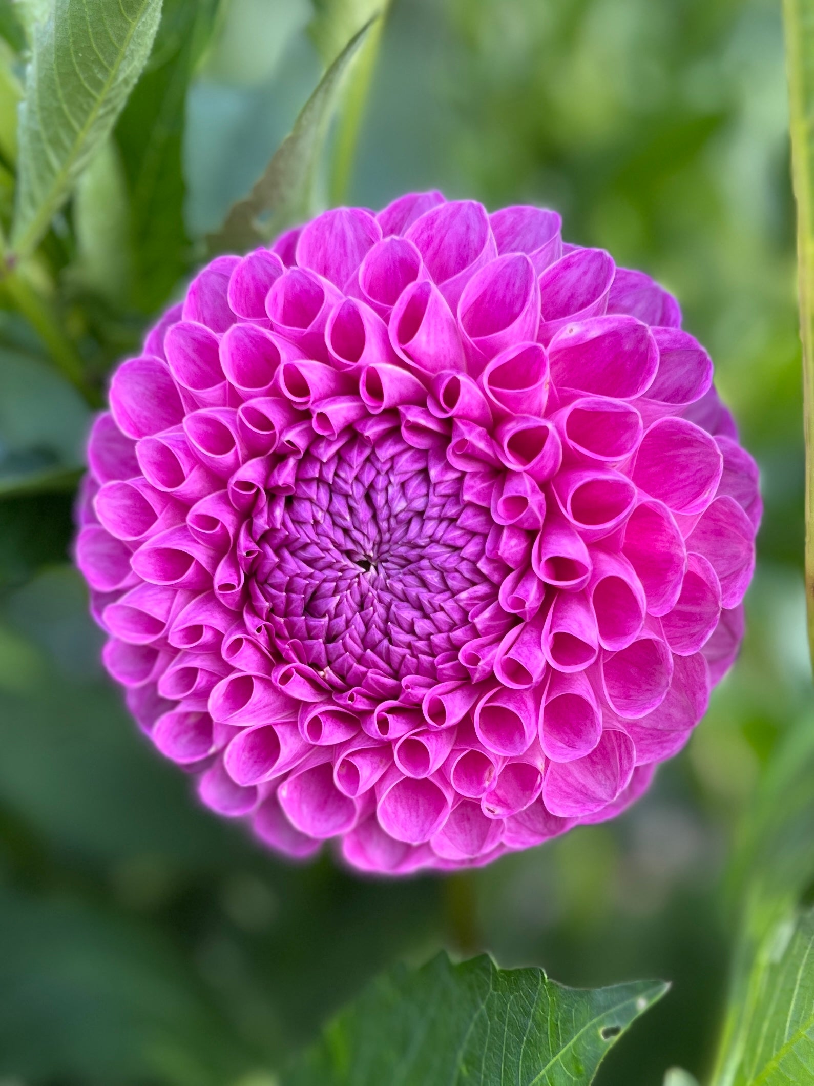 20th Ave Morning Mist – Ma Lady Flower Farm