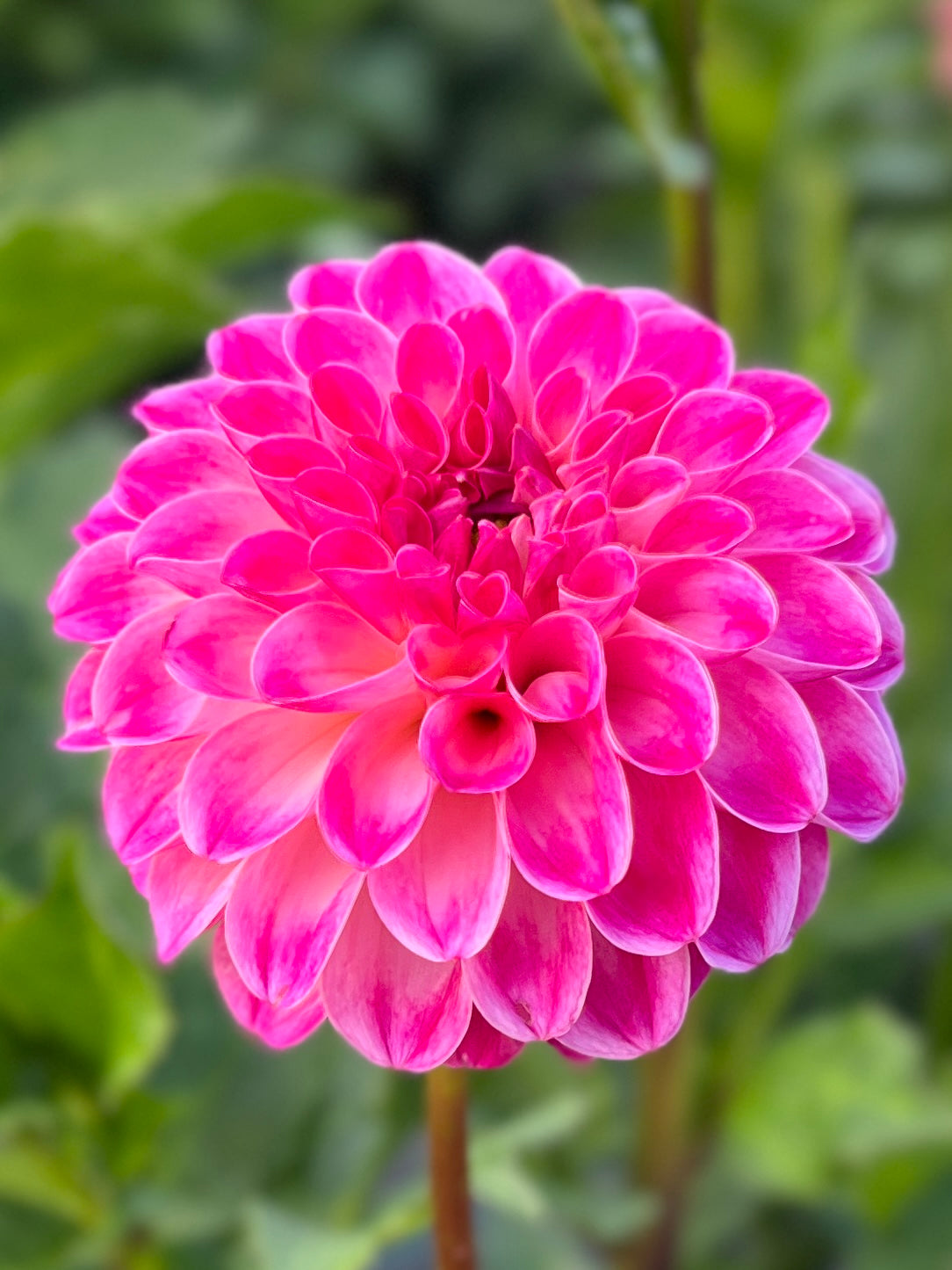 Hollyhill Pixie