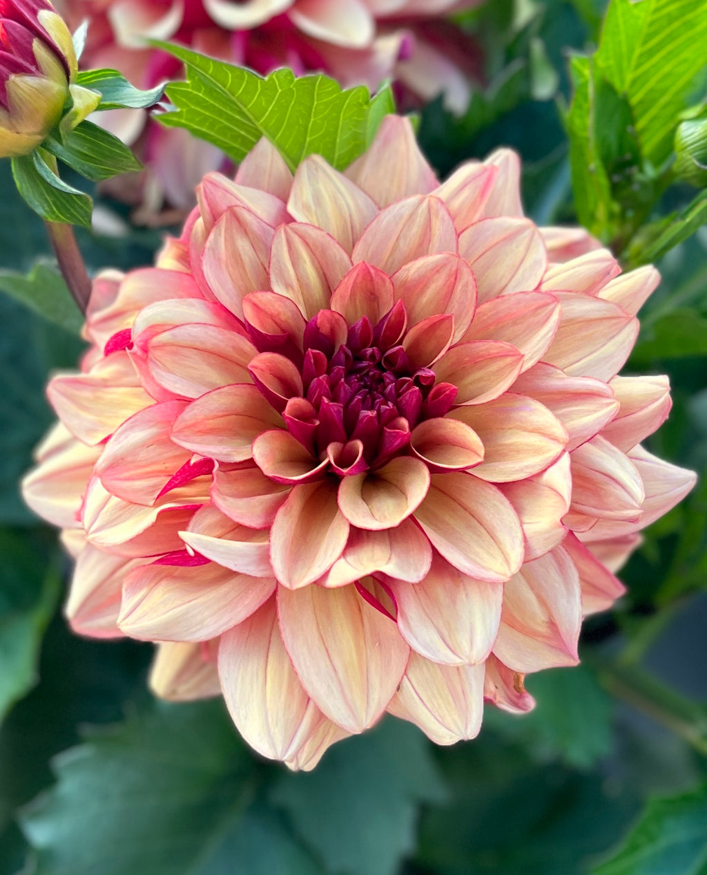Creme de Cognac