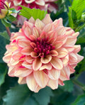 Creme de Cognac