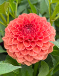 Ferncliff Apricot