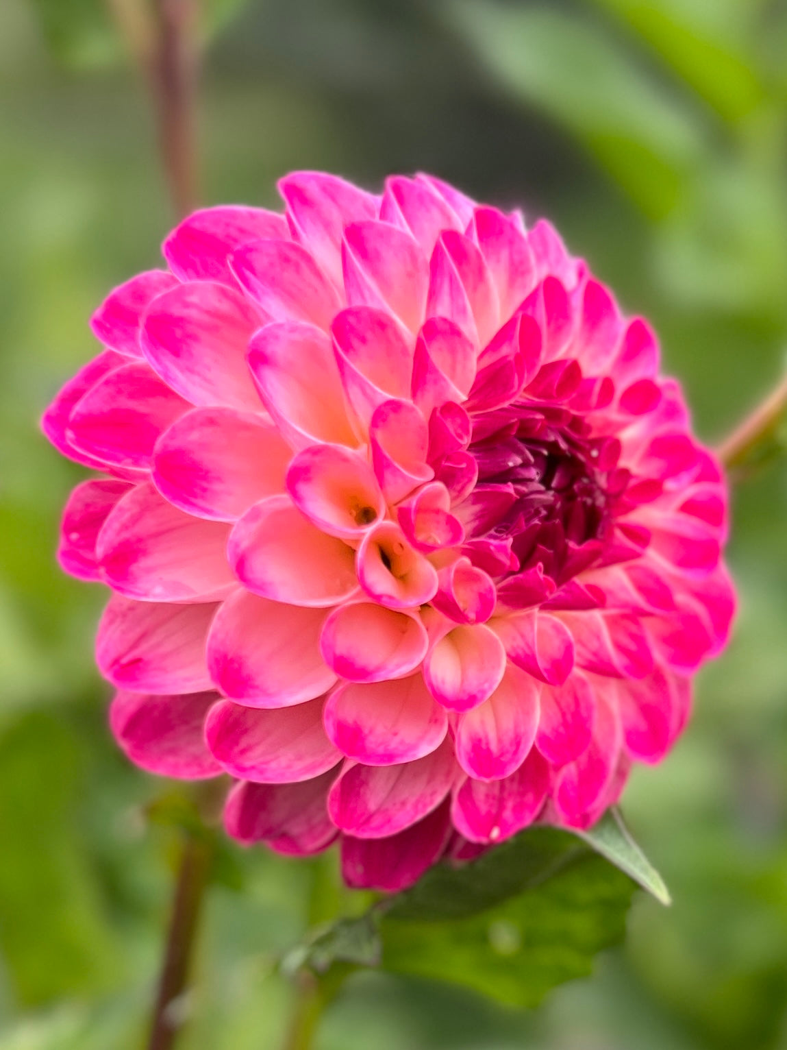 Hollyhill Pixie