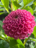 Koko Puff