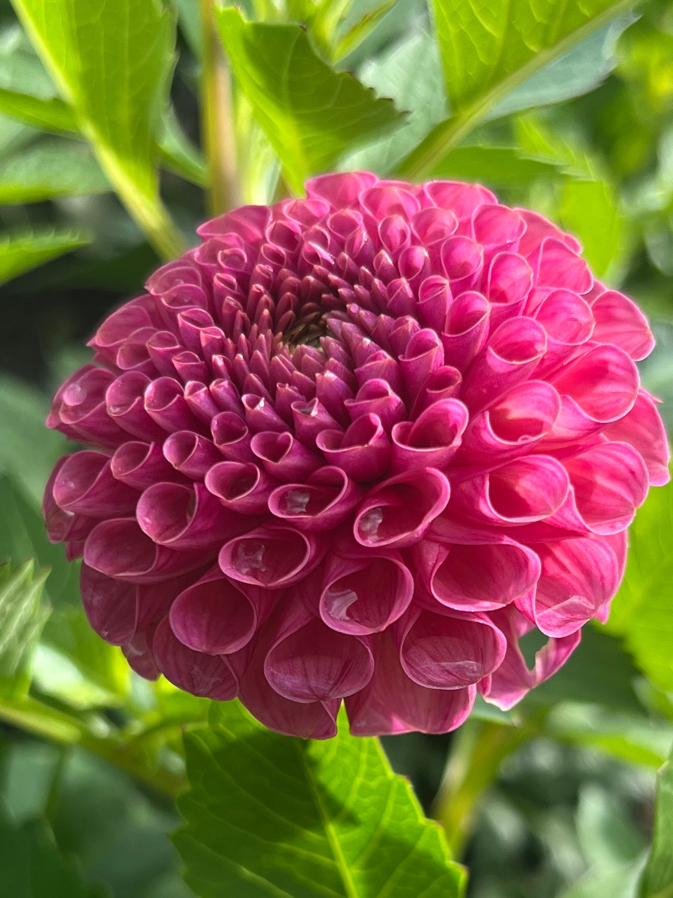 Koko Puff