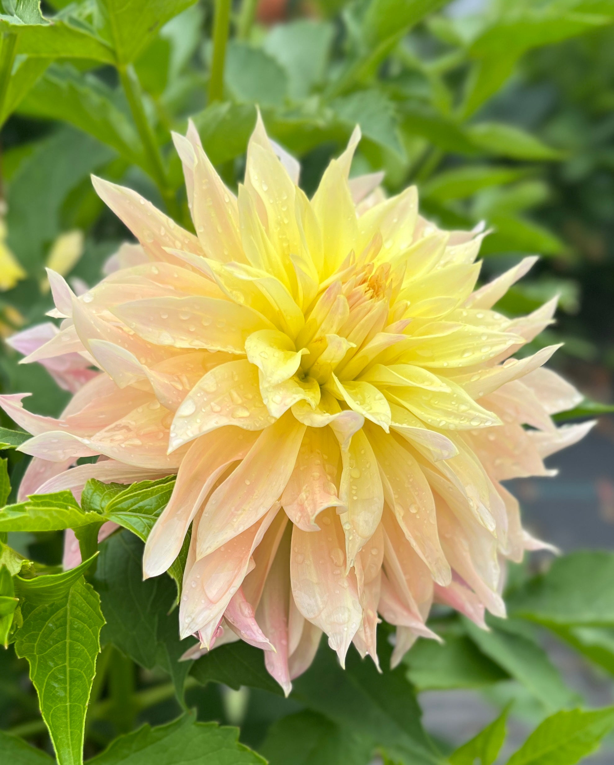 Lakeview Blush