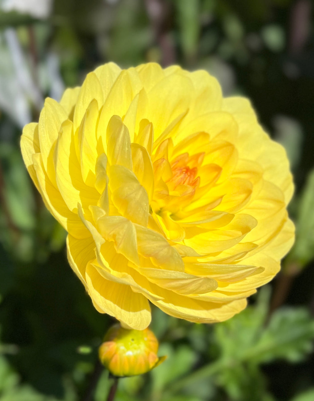 Sandia Gold