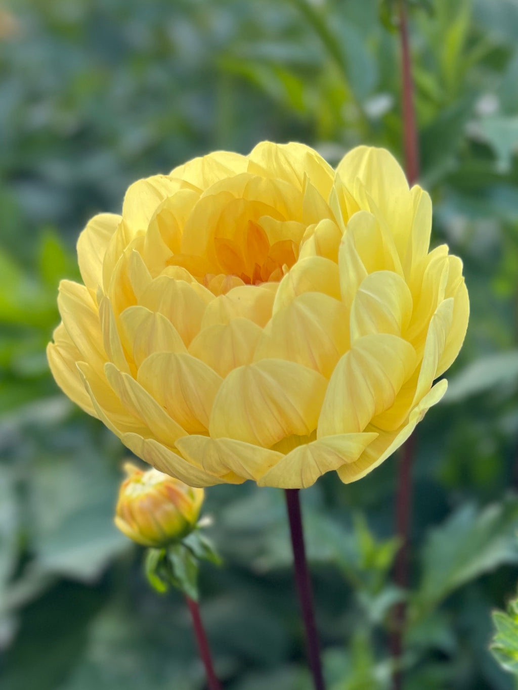 Sandia Gold