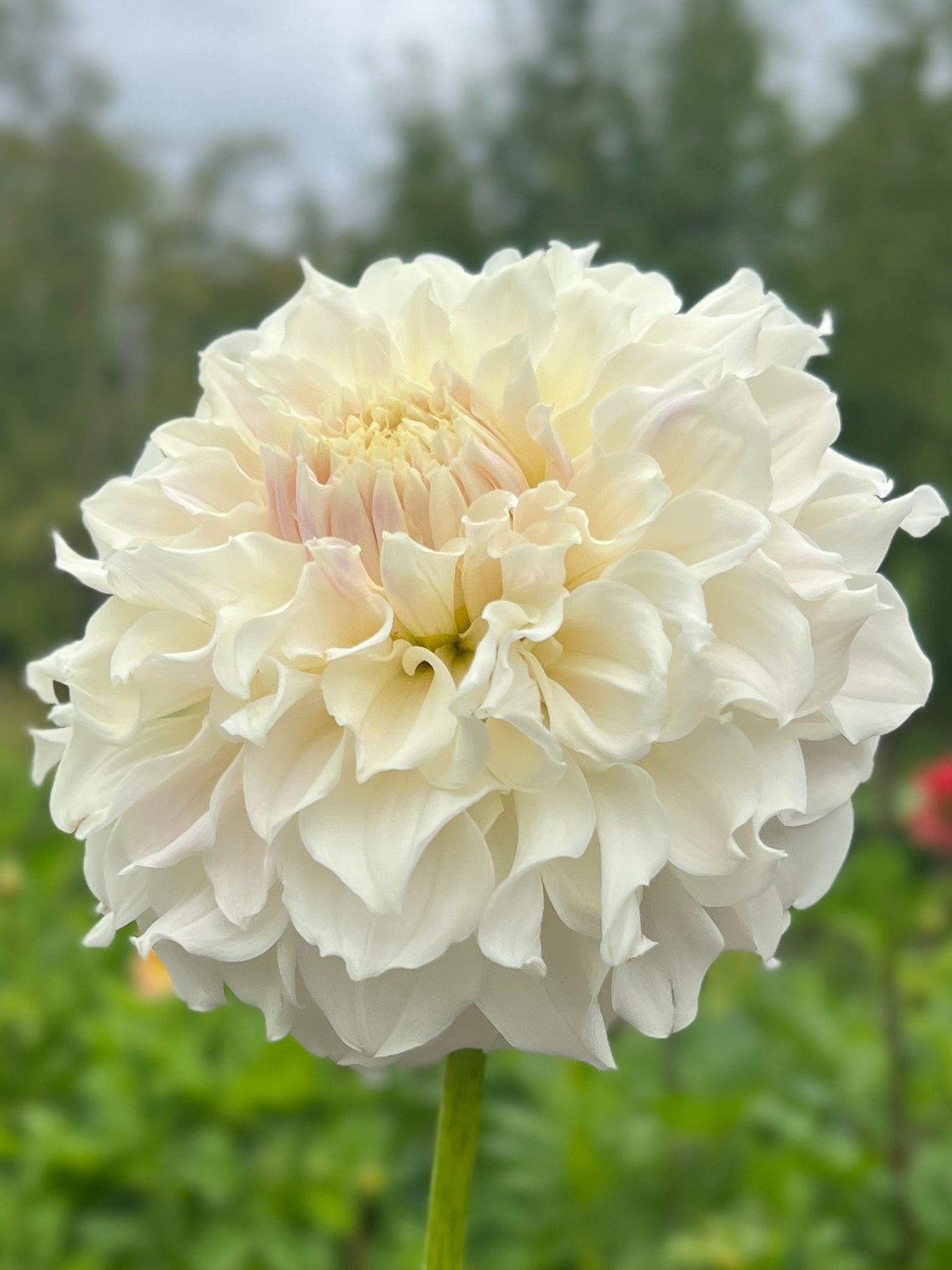 Irish Ruffles