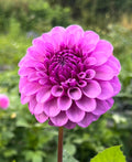 Robann Royal
