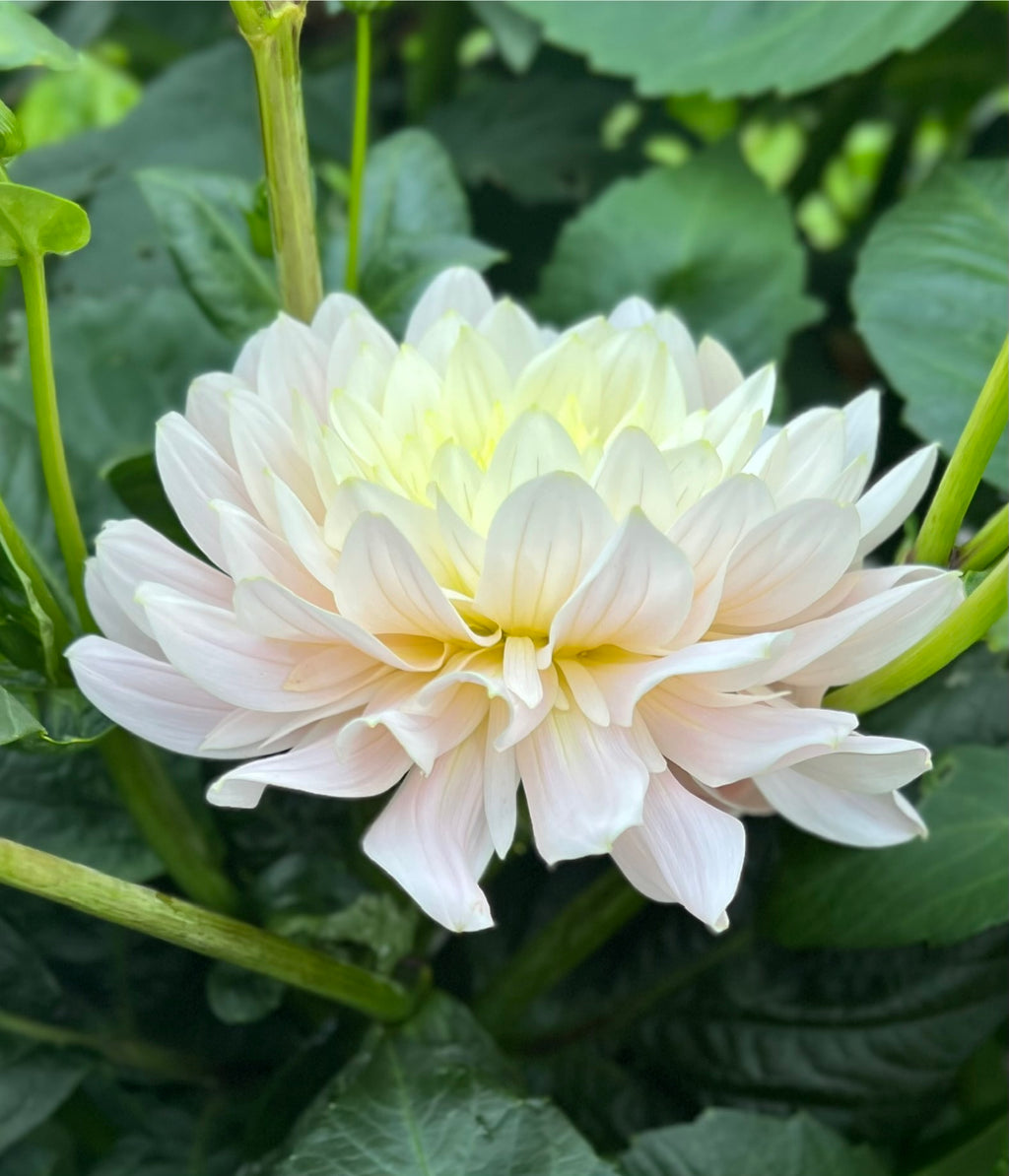 Diana’s Memory