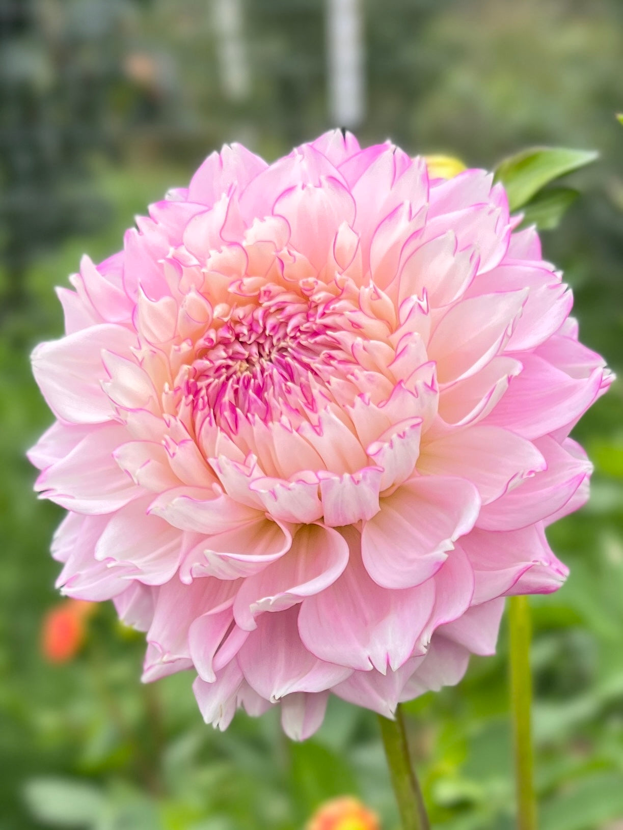Hollyhill Pinkie