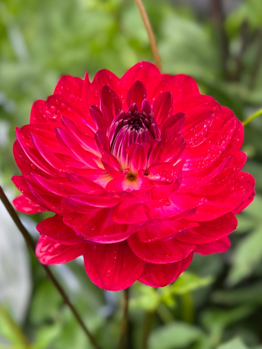 Sandia Bertha