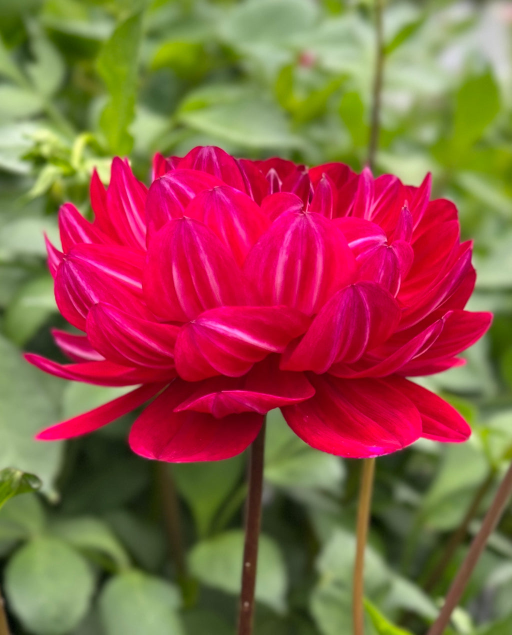 Sandia Bertha