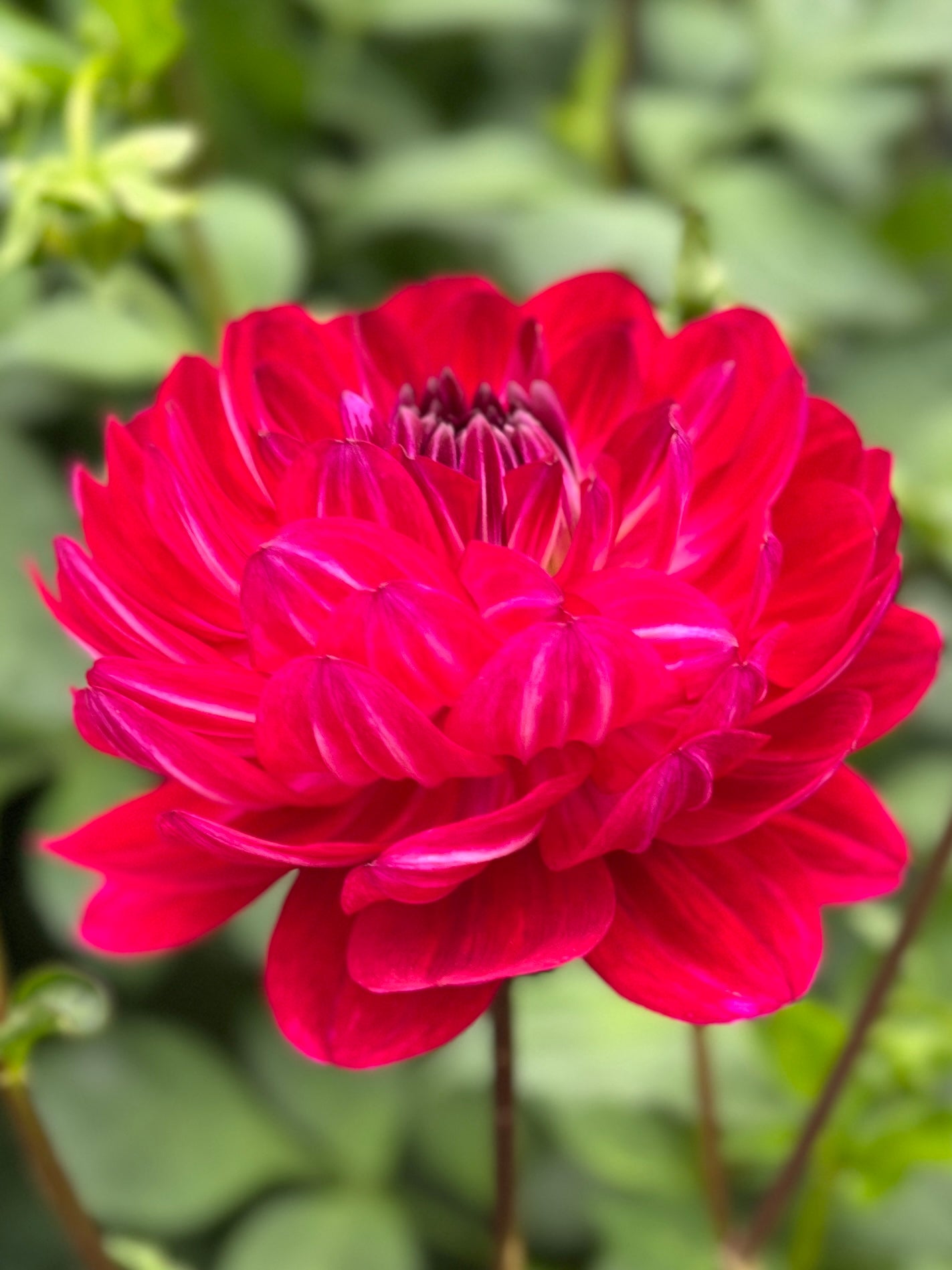 Sandia Bertha