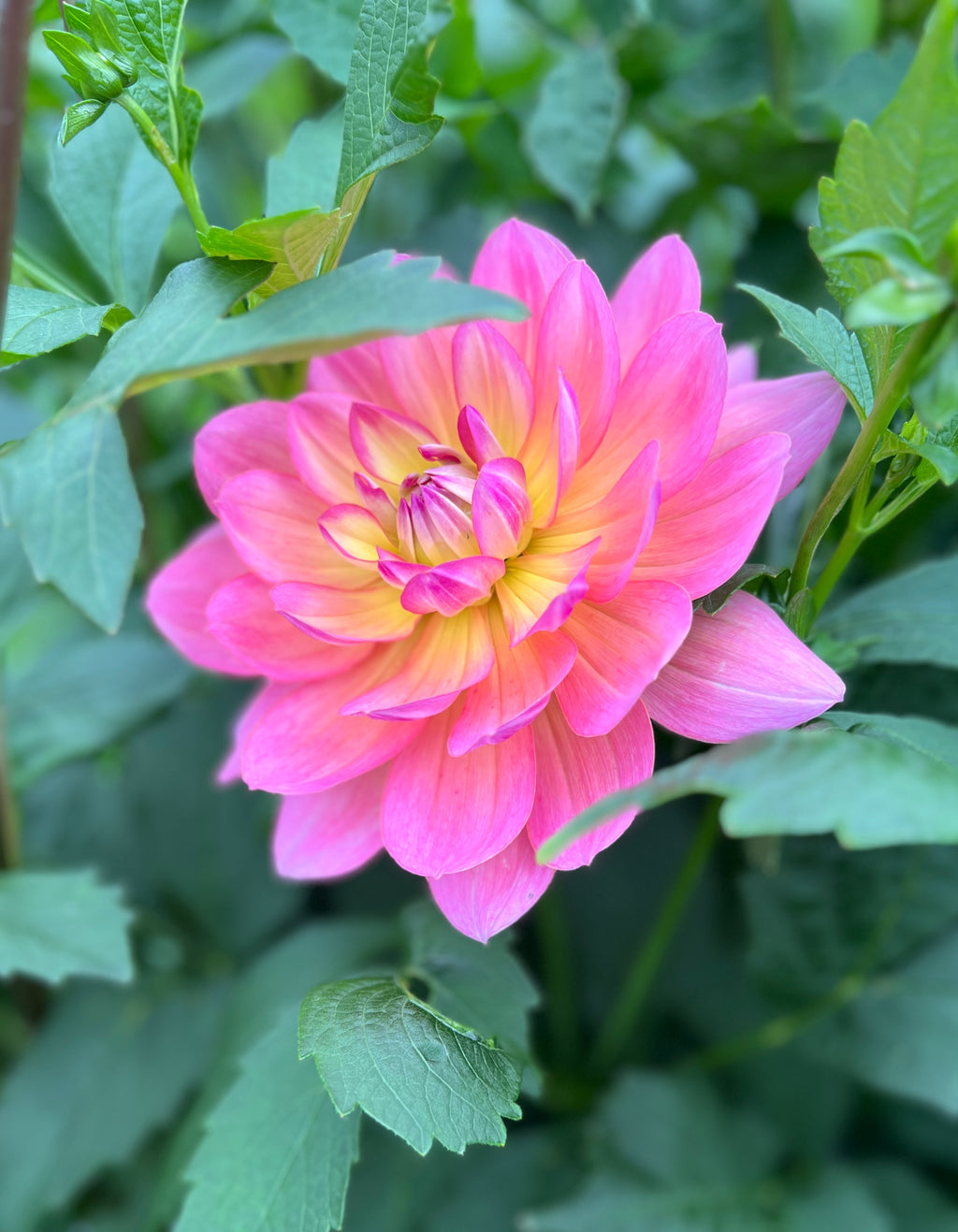 Sandia Rose