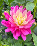 Hollyhill Pink Martini