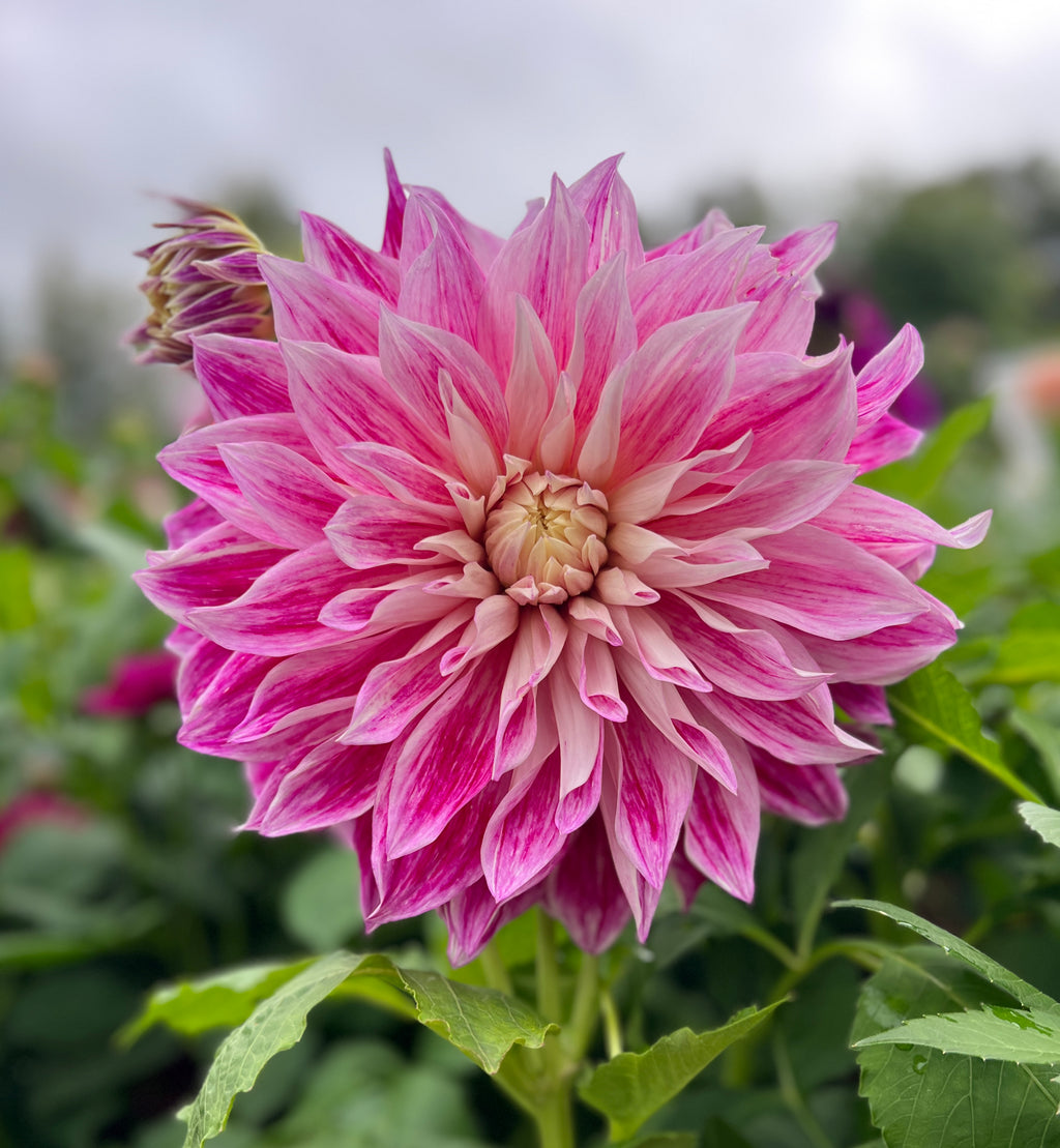 Purple Explosion