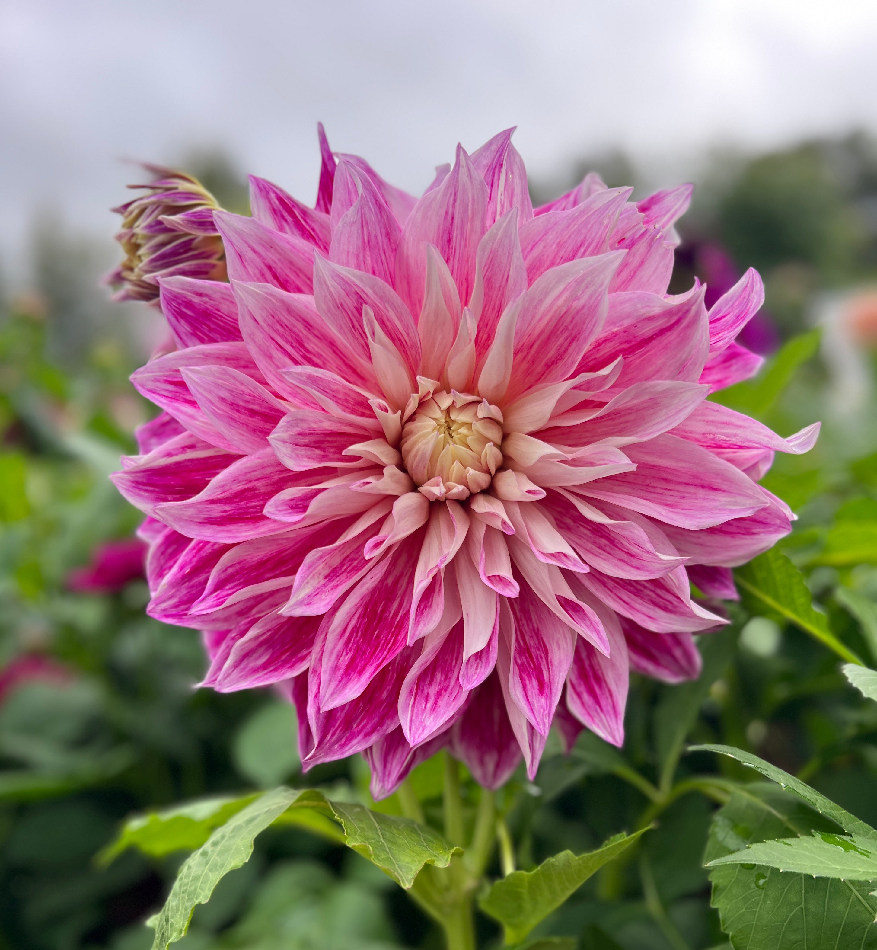 Purple Explosion