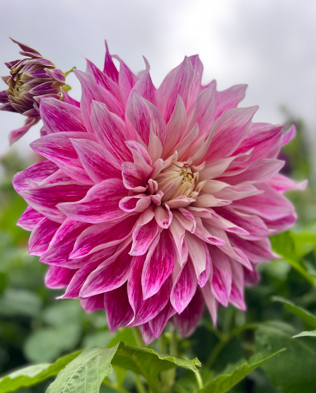 Purple Explosion