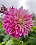 Purple Explosion