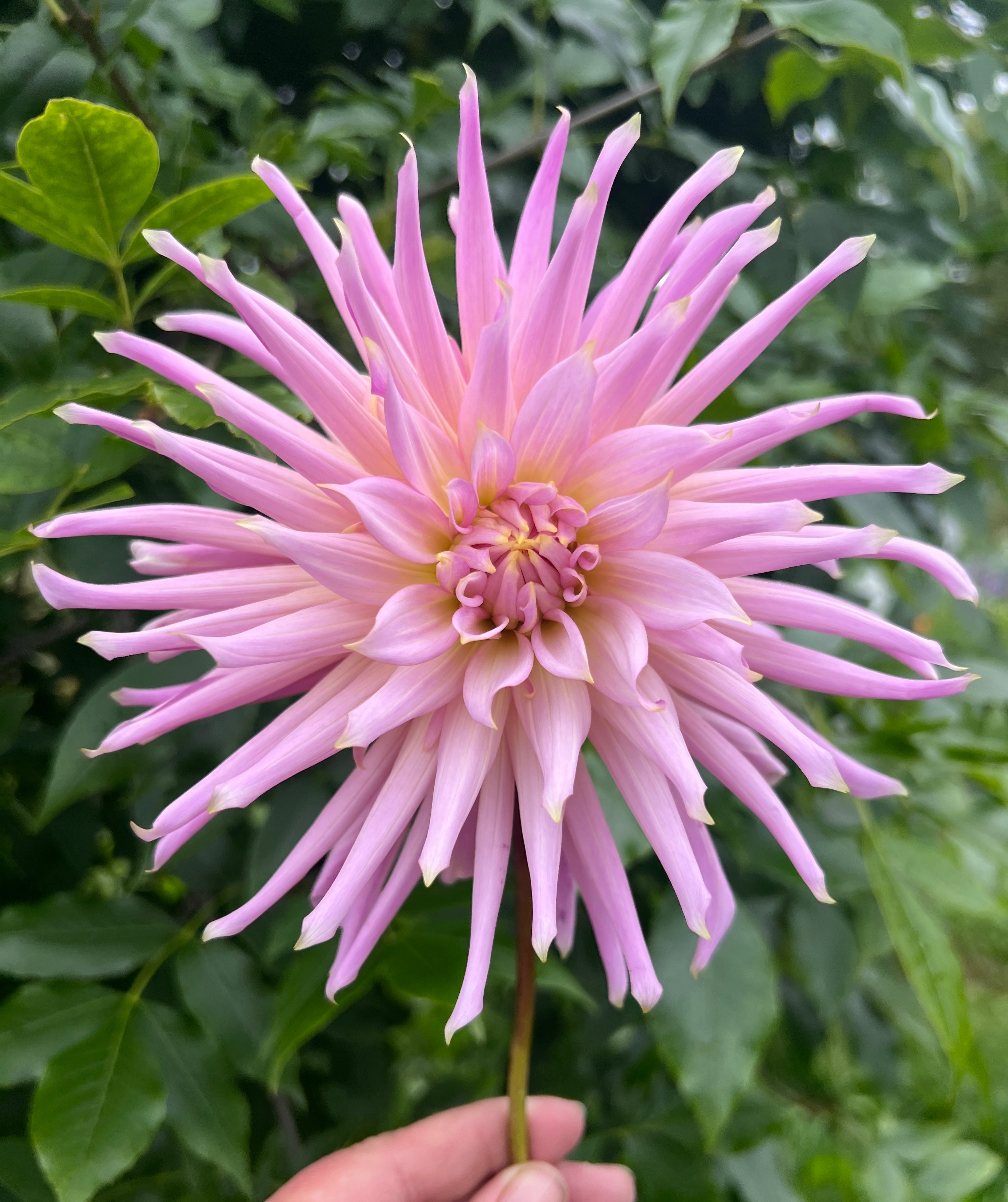 Wyn’s Mauve Mist