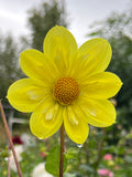 Kelsey Sunshine