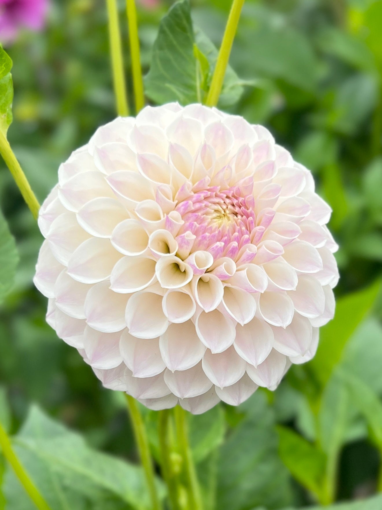 Tahoma Kelli