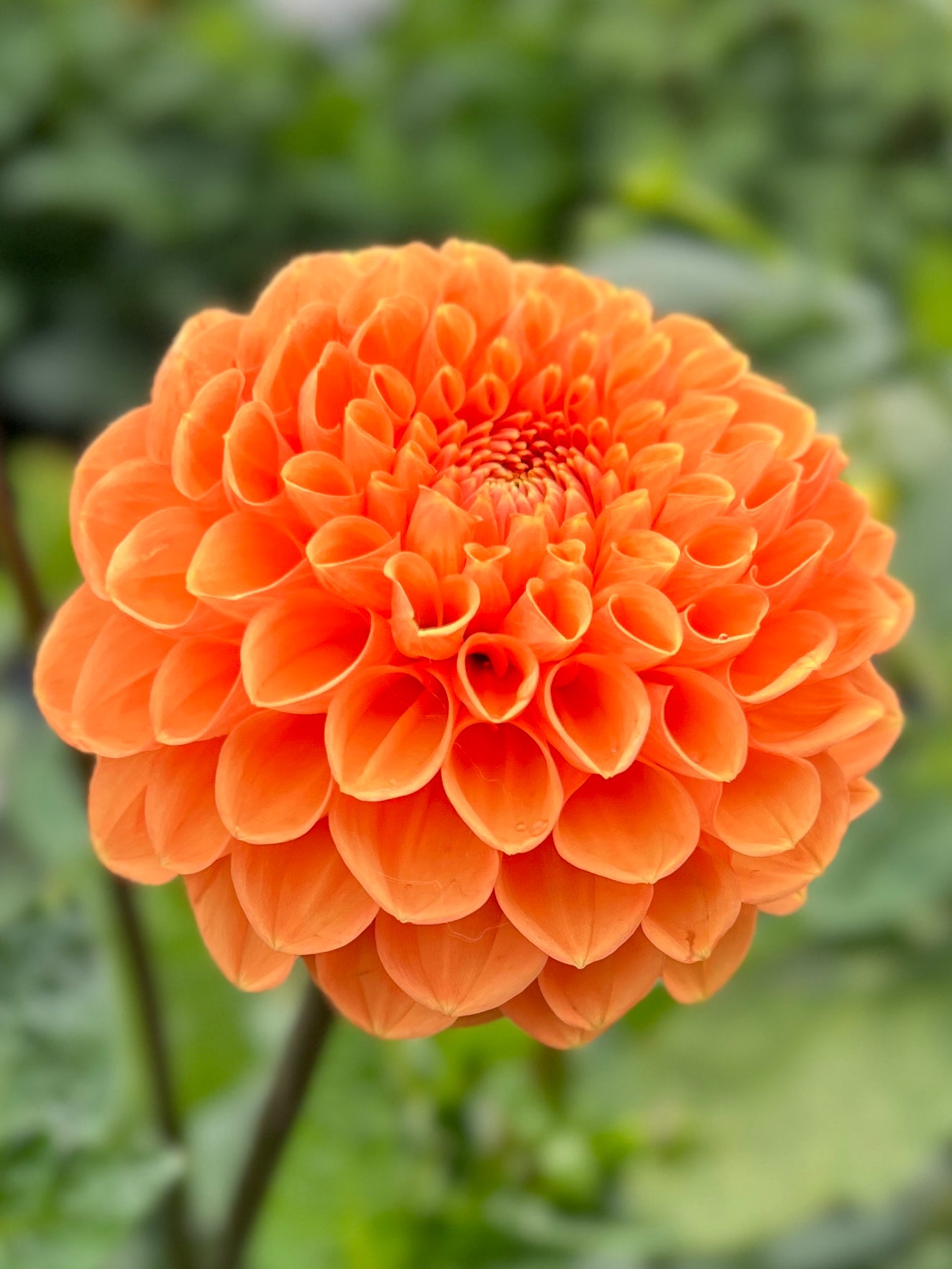 Maarn/Sylvia