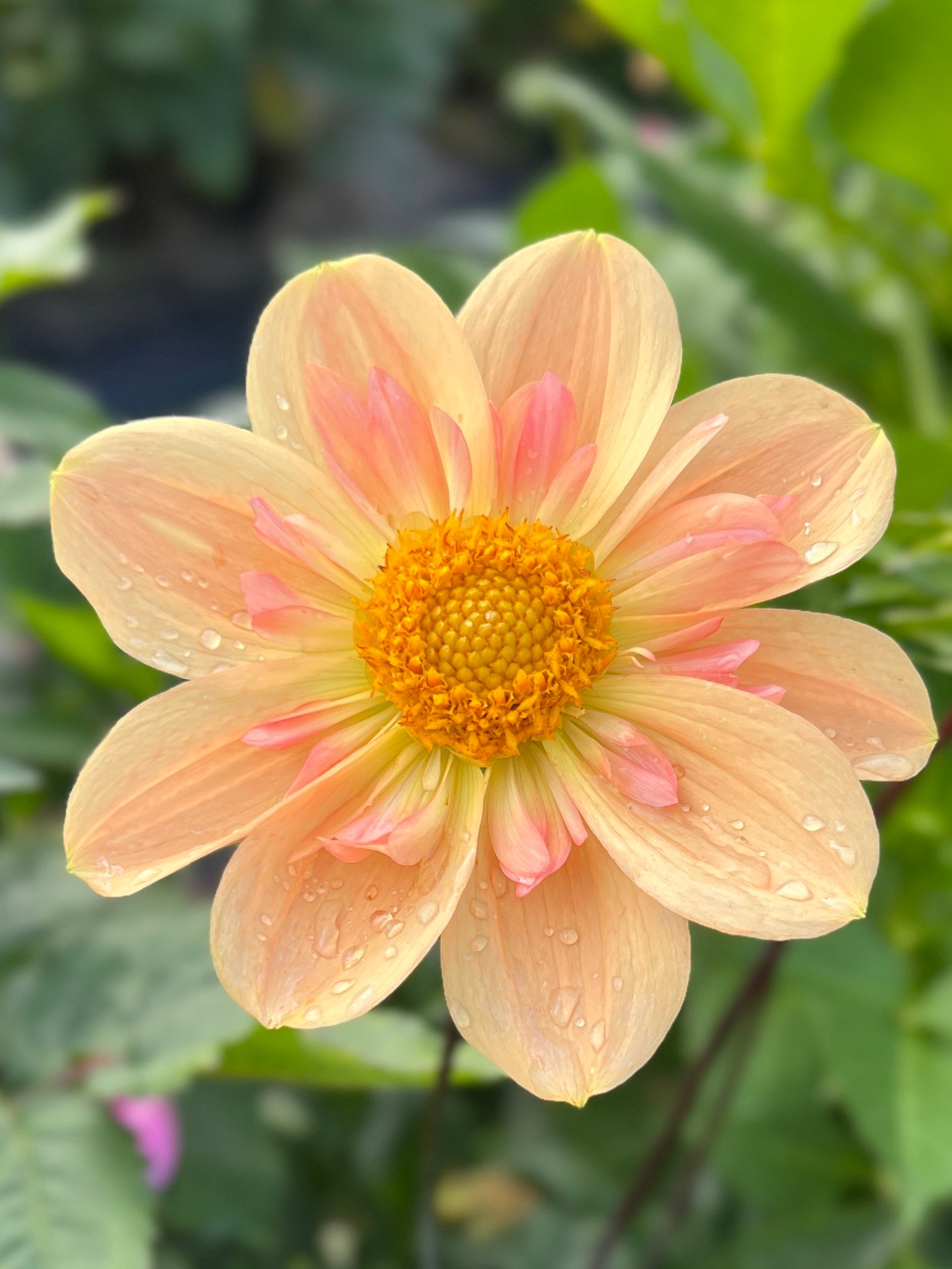 Nana’s Petals