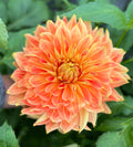 Punkin Spice