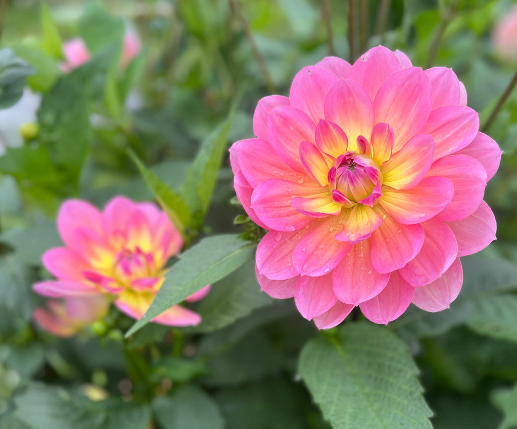 Sandia Rose