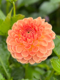 20th Ave Softer Peach
