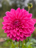 Bargaly Blush